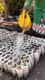 Biodegradable Plant Grow Bags