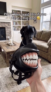 Funny Grinning Dog Muzzle