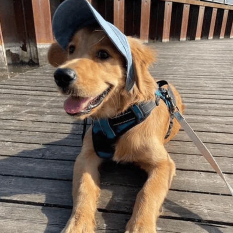 Yeouus | Dog hat